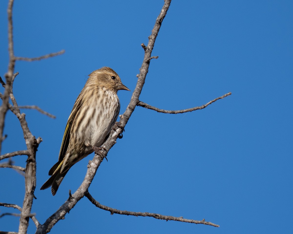Pine Siskin - ML646392887