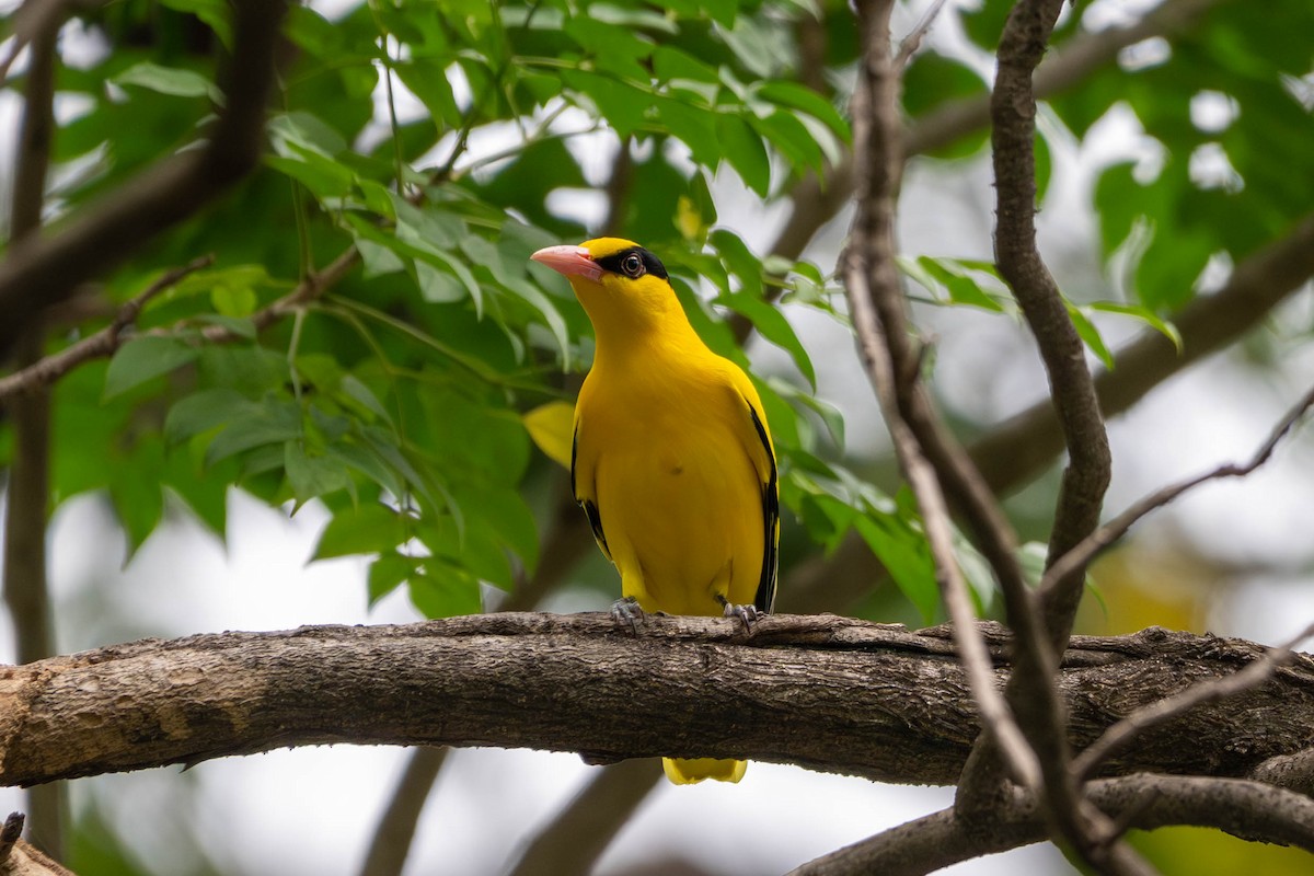 Black-naped Oriole - ML646392895