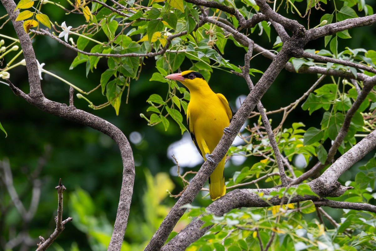 Black-naped Oriole - ML646392897