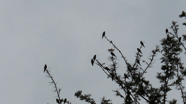 Arıkuşu - ML646392901