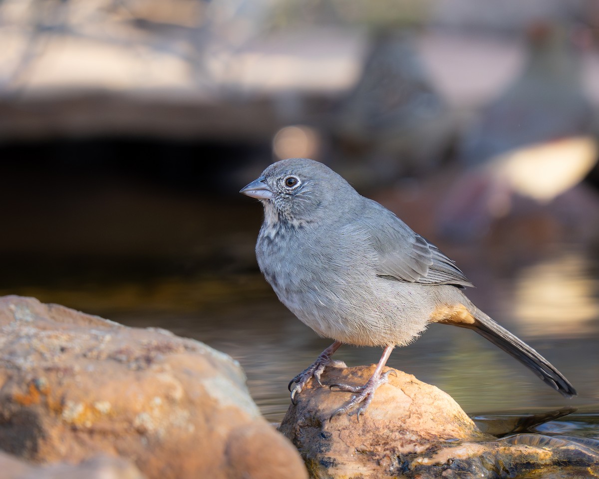 Canyon Towhee - ML646392902