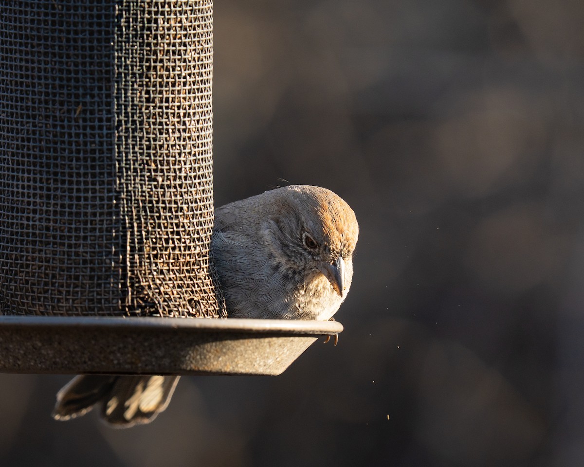 Canyon Towhee - ML646392903