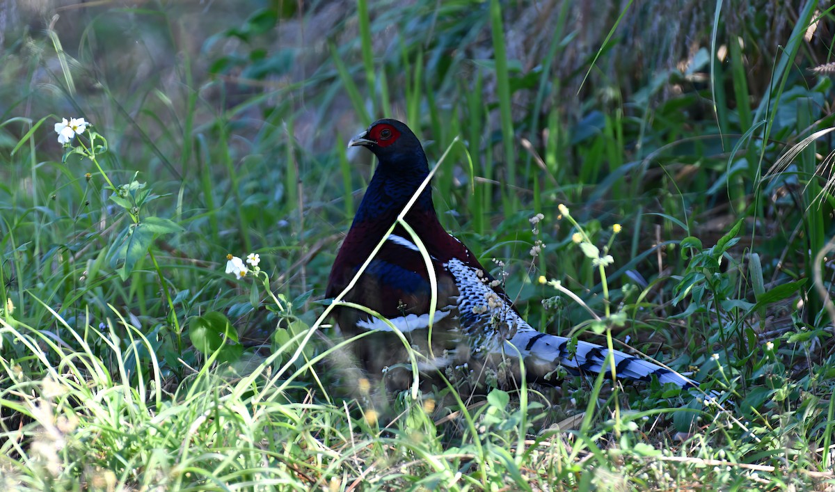 Mrs. Hume's Pheasant - ML646392910