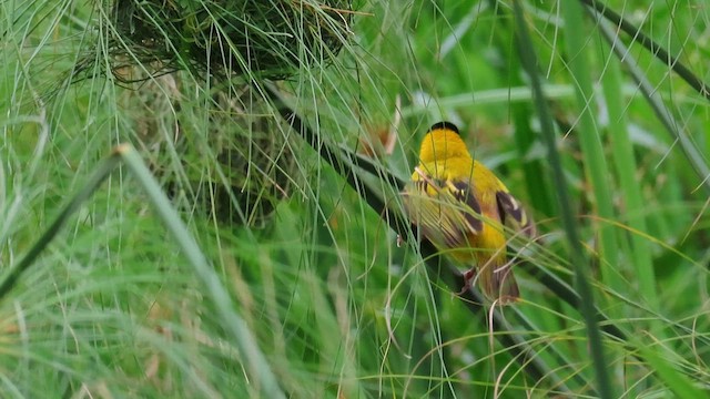 Ткачик чорноголовий - ML646392911