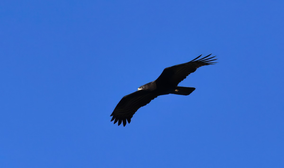 Abejero Oriental - ML646392912