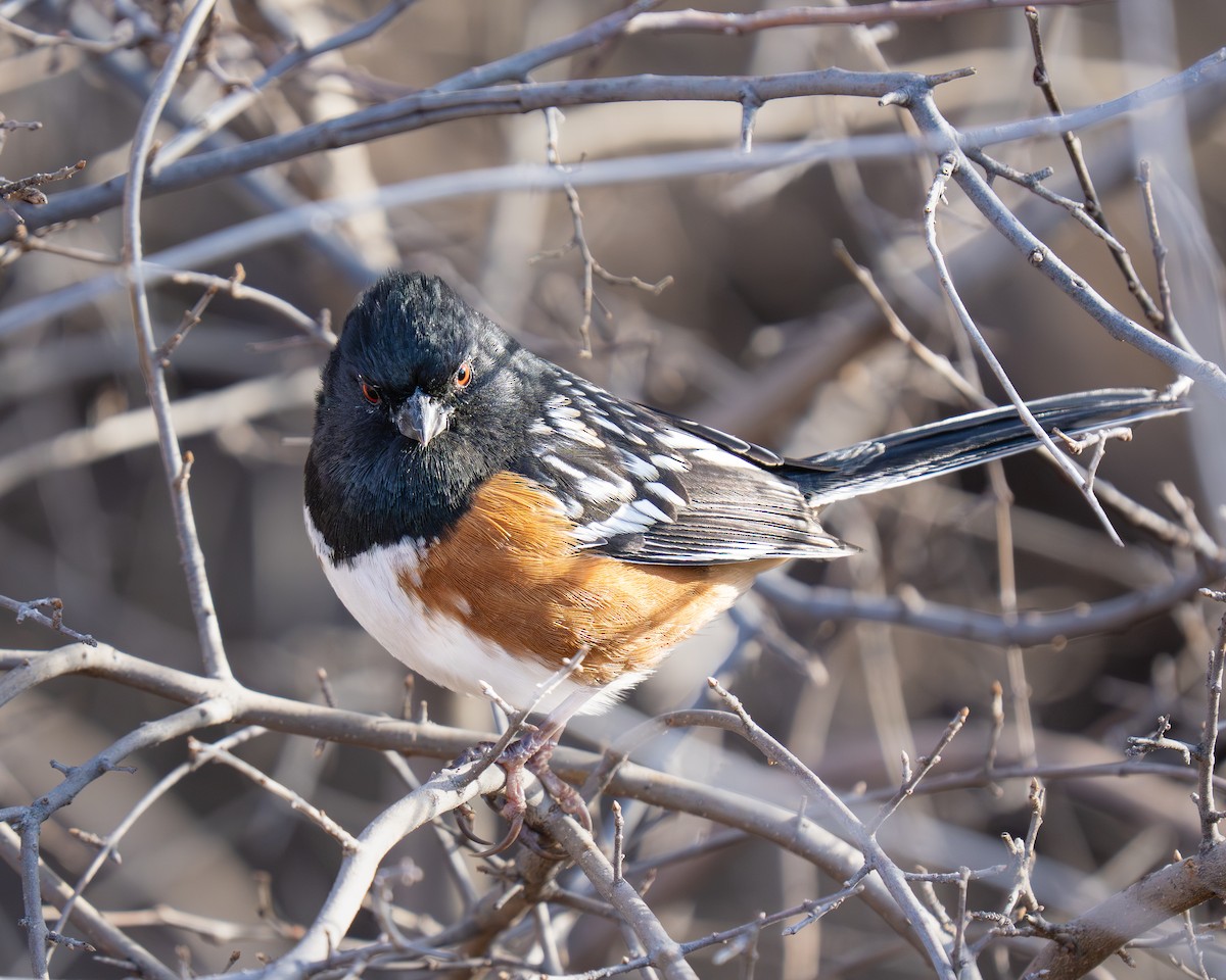 Spotted Towhee - ML646392913