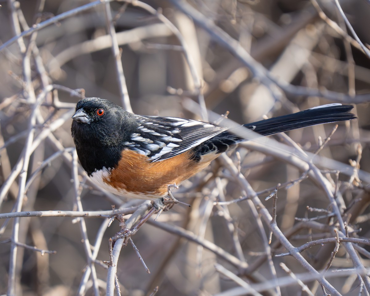 Spotted Towhee - ML646392914
