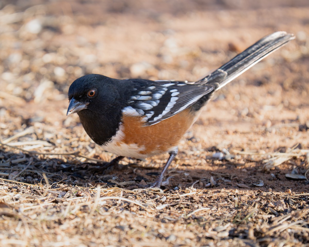 Spotted Towhee - ML646392915