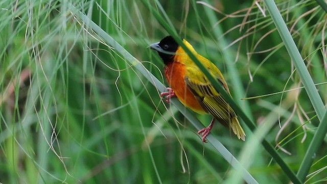 Ткачик чорноголовий - ML646392916