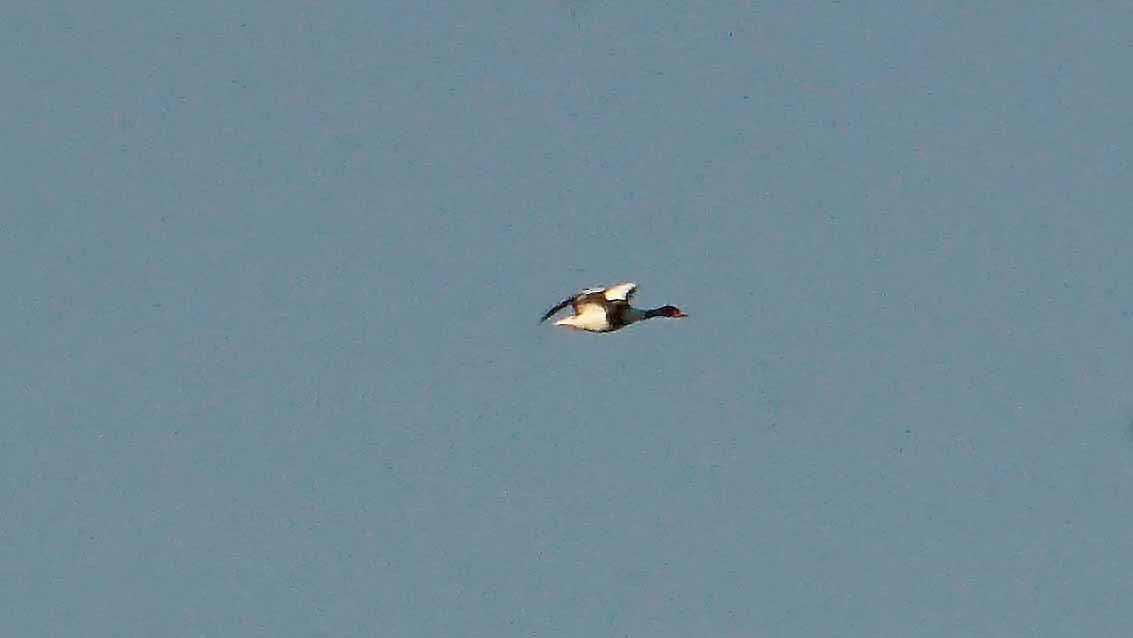 Common Shelduck - ML646392917