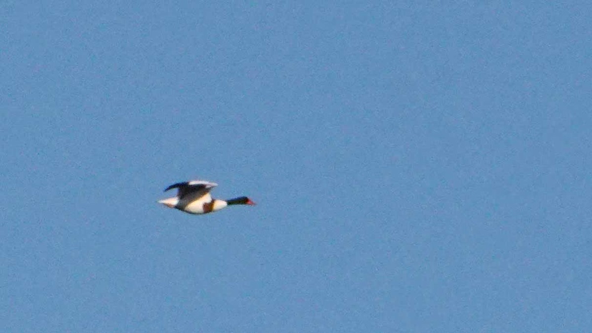 Common Shelduck - ML646392918