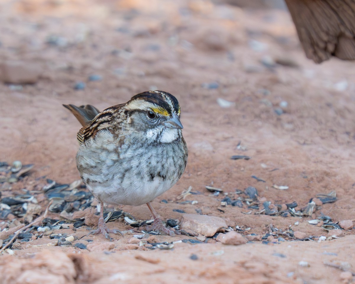 White-throated Sparrow - ML646392919