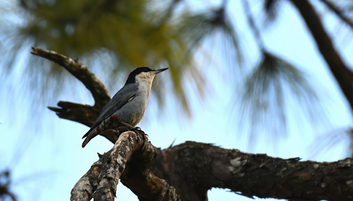 Giant Nuthatch - ML646392920