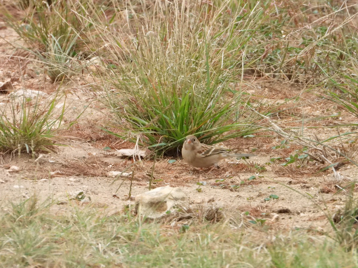 Field Sparrow - ML646392921