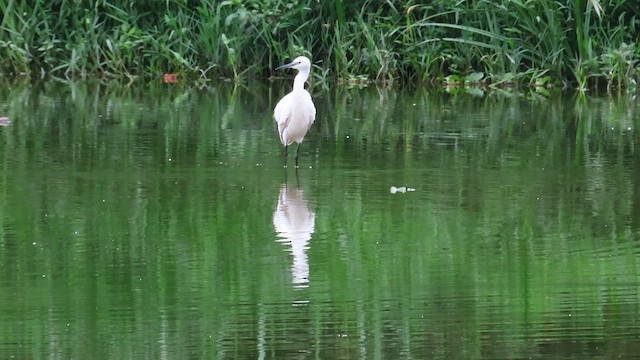 Чепура мала - ML646392929