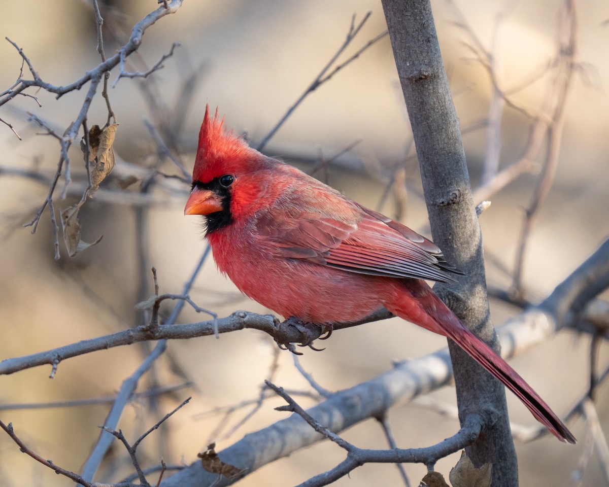 Northern Cardinal - ML646392930