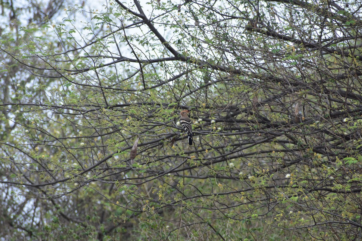 Common Hoopoe - ML646392931