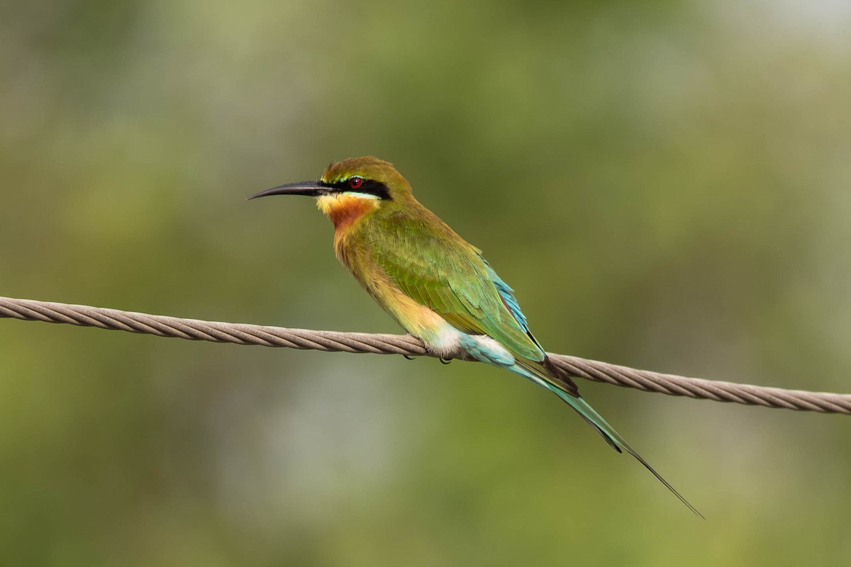 Blue-tailed Bee-eater - ML646392937
