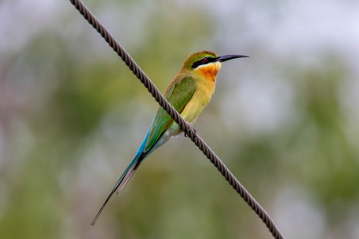 Blue-tailed Bee-eater - ML646392938