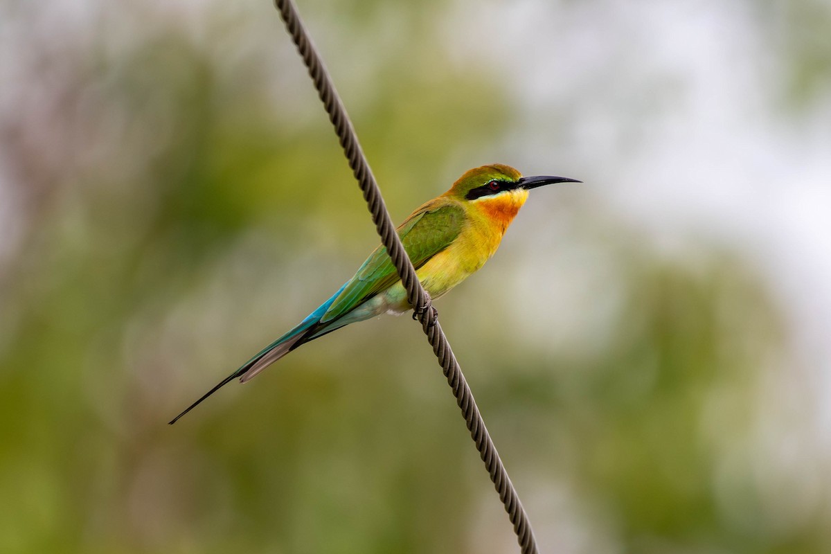 Blue-tailed Bee-eater - ML646392940