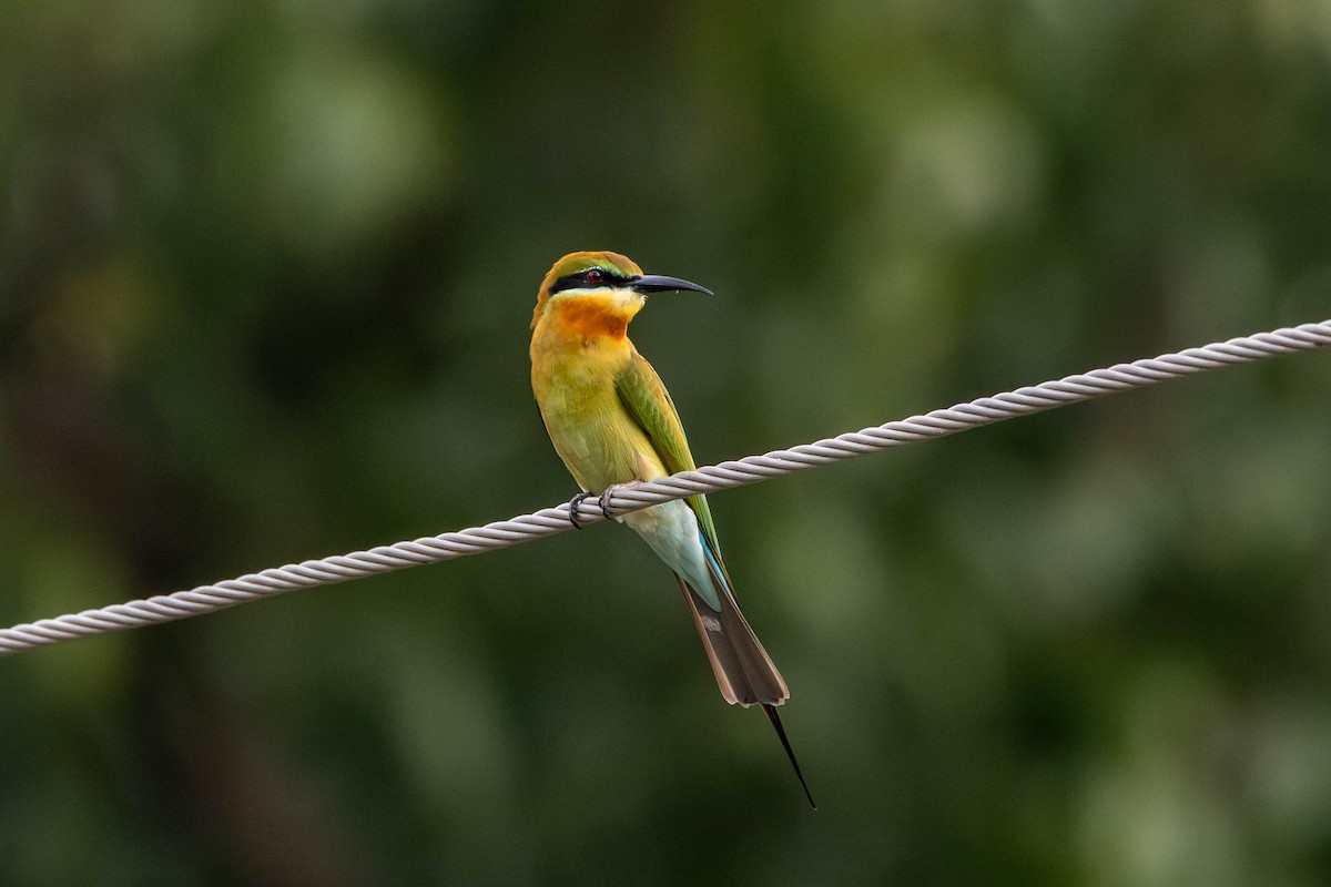 Blue-tailed Bee-eater - ML646392941