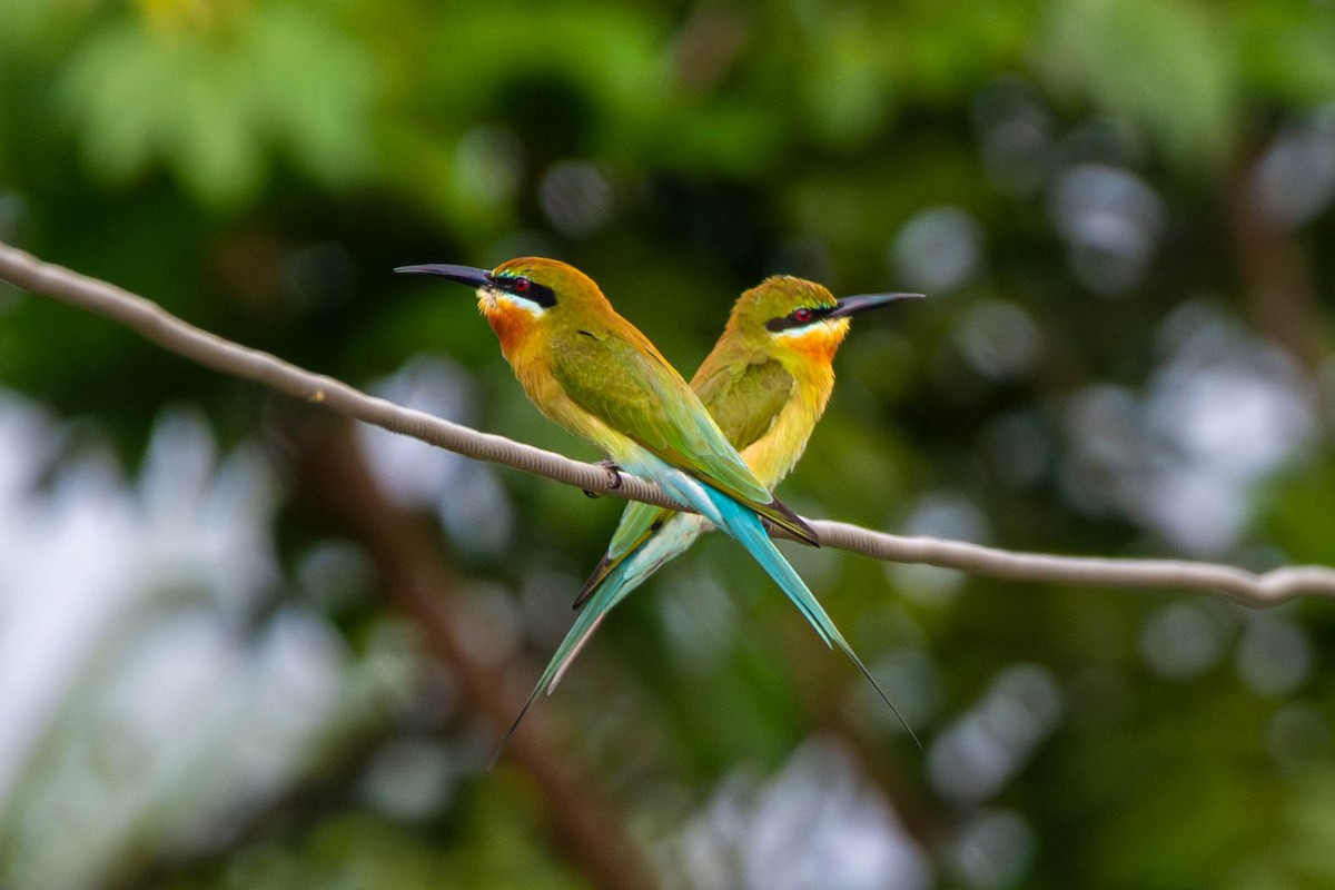 Blue-tailed Bee-eater - ML646392942