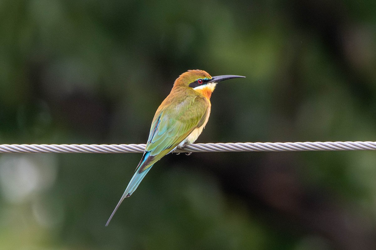 Blue-tailed Bee-eater - ML646392943