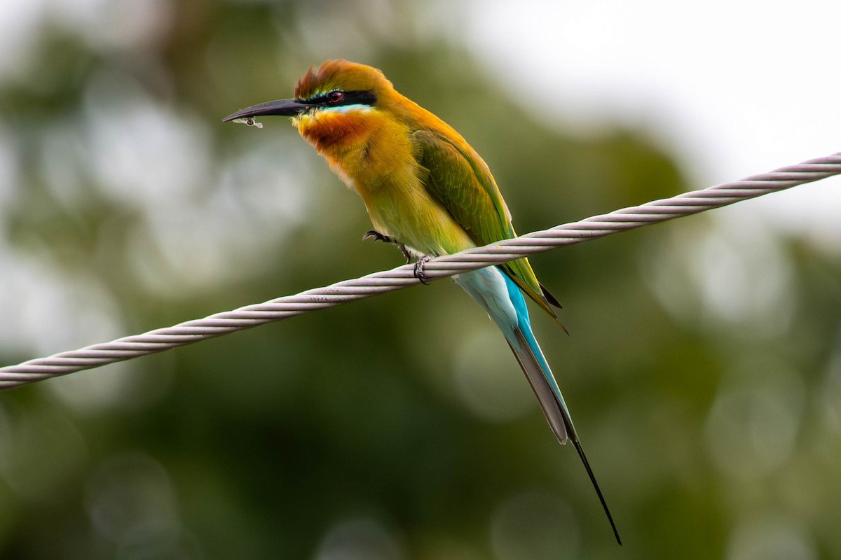 Blue-tailed Bee-eater - ML646392944