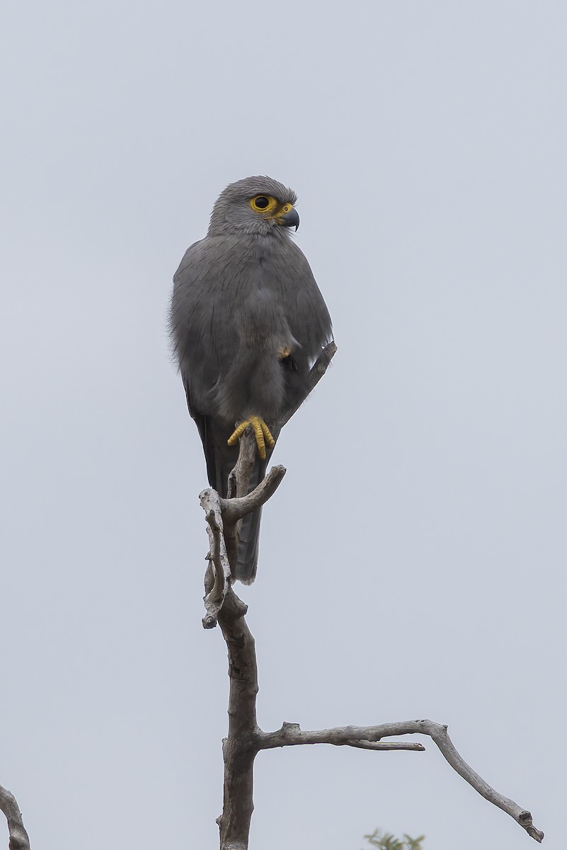 Gray Kestrel - ML646392947