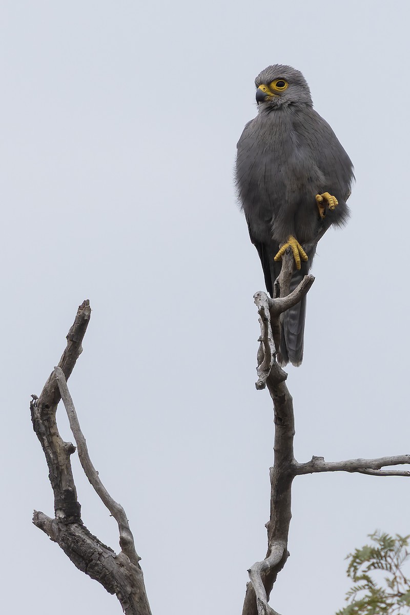 Gray Kestrel - ML646392948