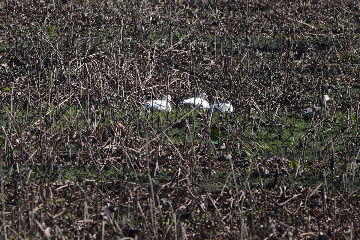 Snow Goose - ML646392950