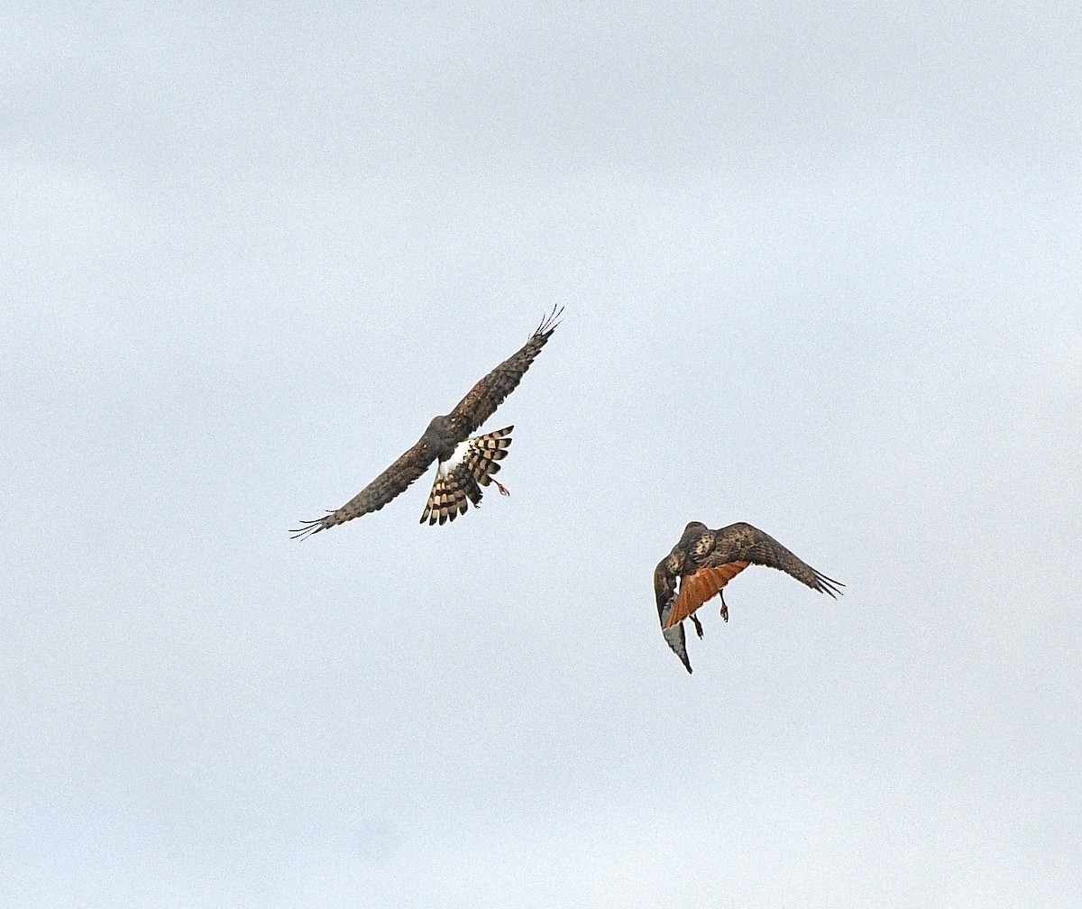 Northern Harrier - ML646392951