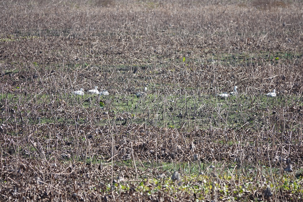 Snow Goose - ML646392952