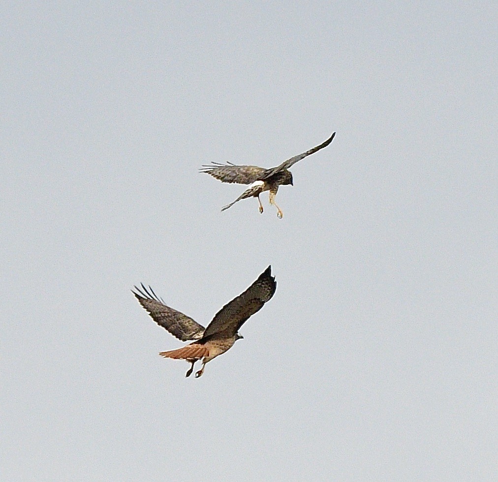 Northern Harrier - ML646392954