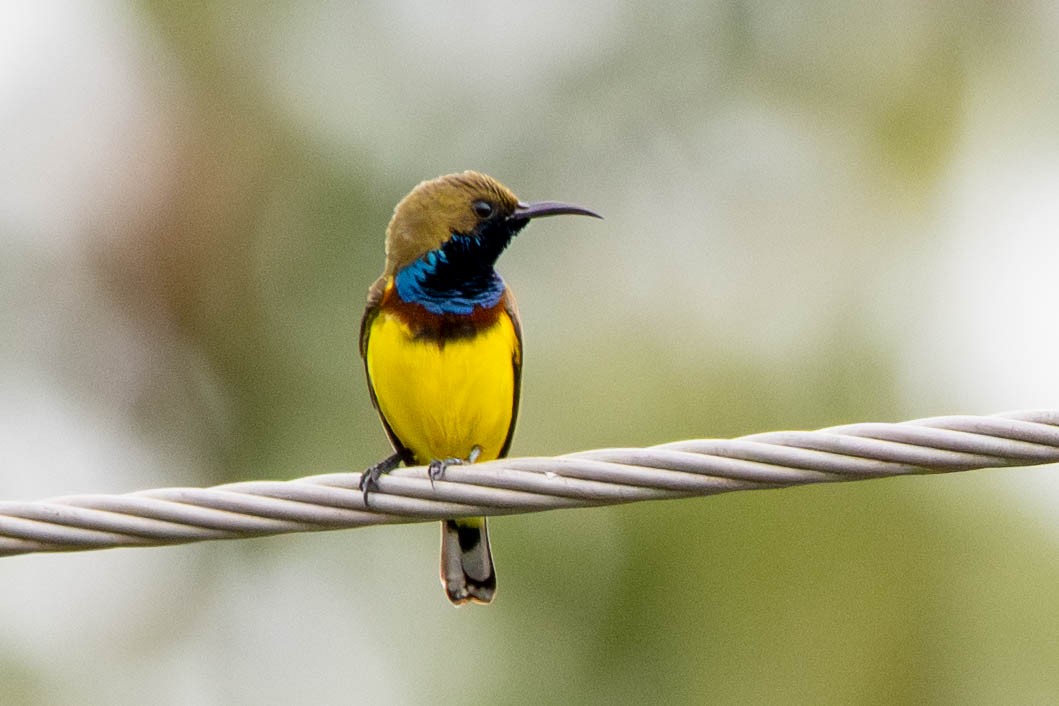 Ornate Sunbird - ML646392955
