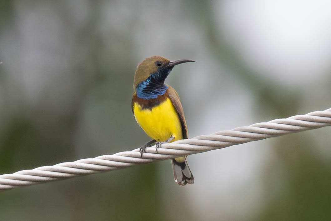 Ornate Sunbird - ML646392956