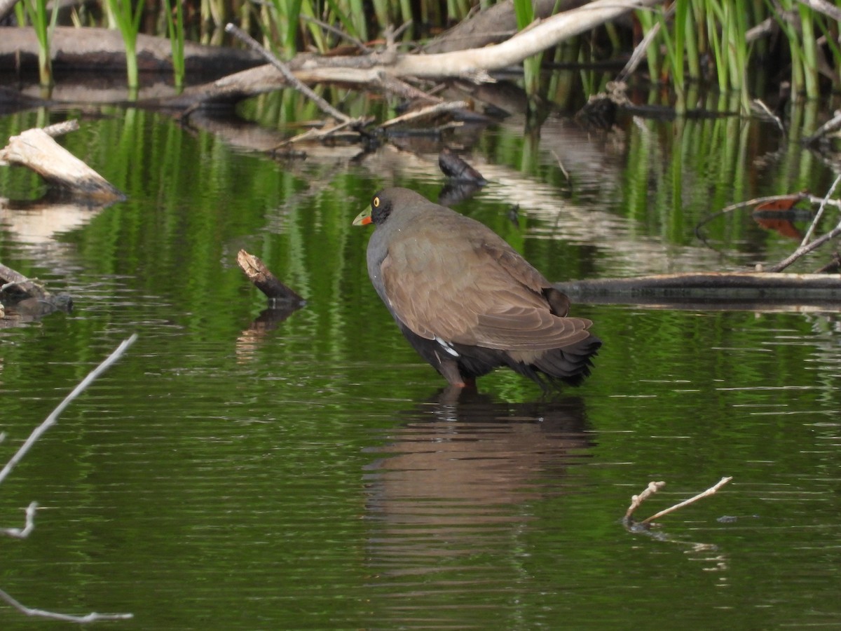 Black-tailed Nativehen - ML646392958