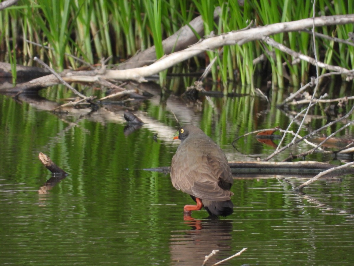 Black-tailed Nativehen - ML646392959
