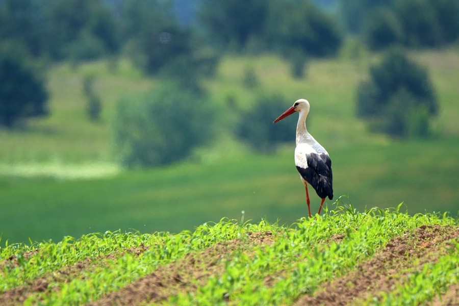 White Stork - ML646392960