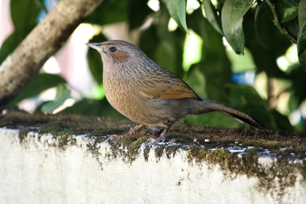 Streaked Laughingthrush - ML646392961