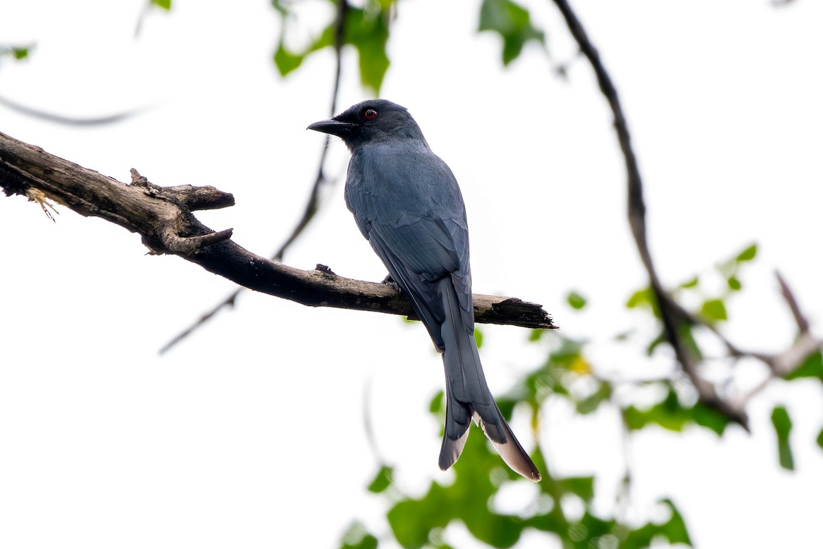 Ashy Drongo - ML646392976