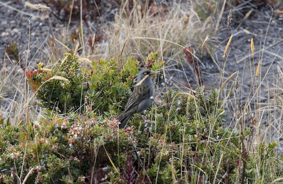 Volcano Junco - ML646392977