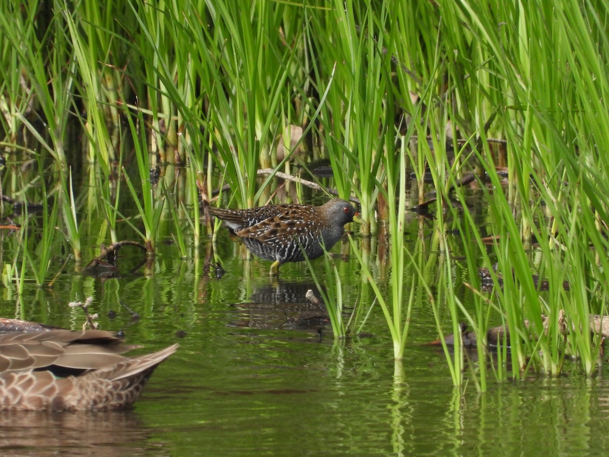 Australian Crake - ML646392979