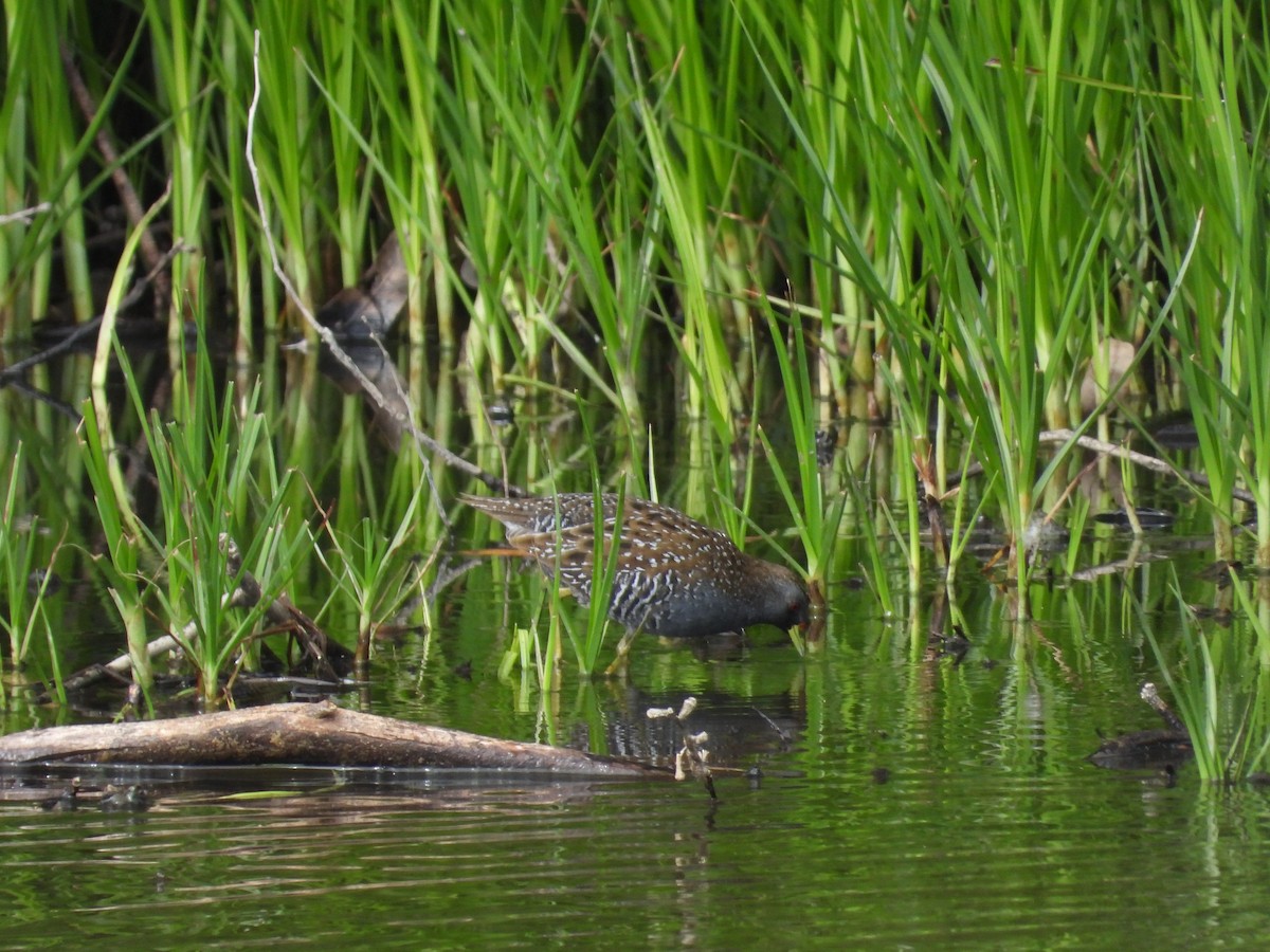 Australian Crake - ML646392980