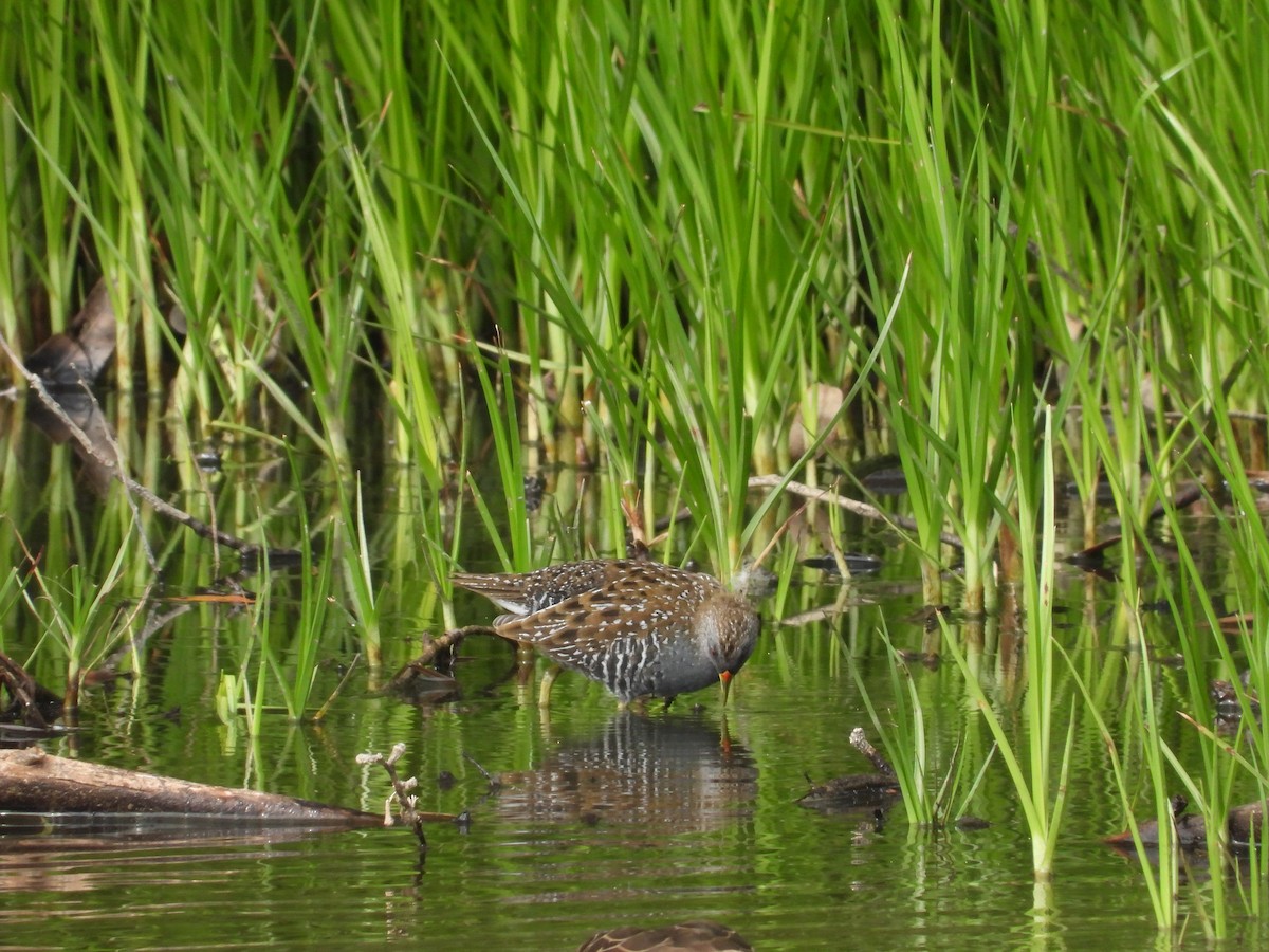 Australian Crake - ML646392981