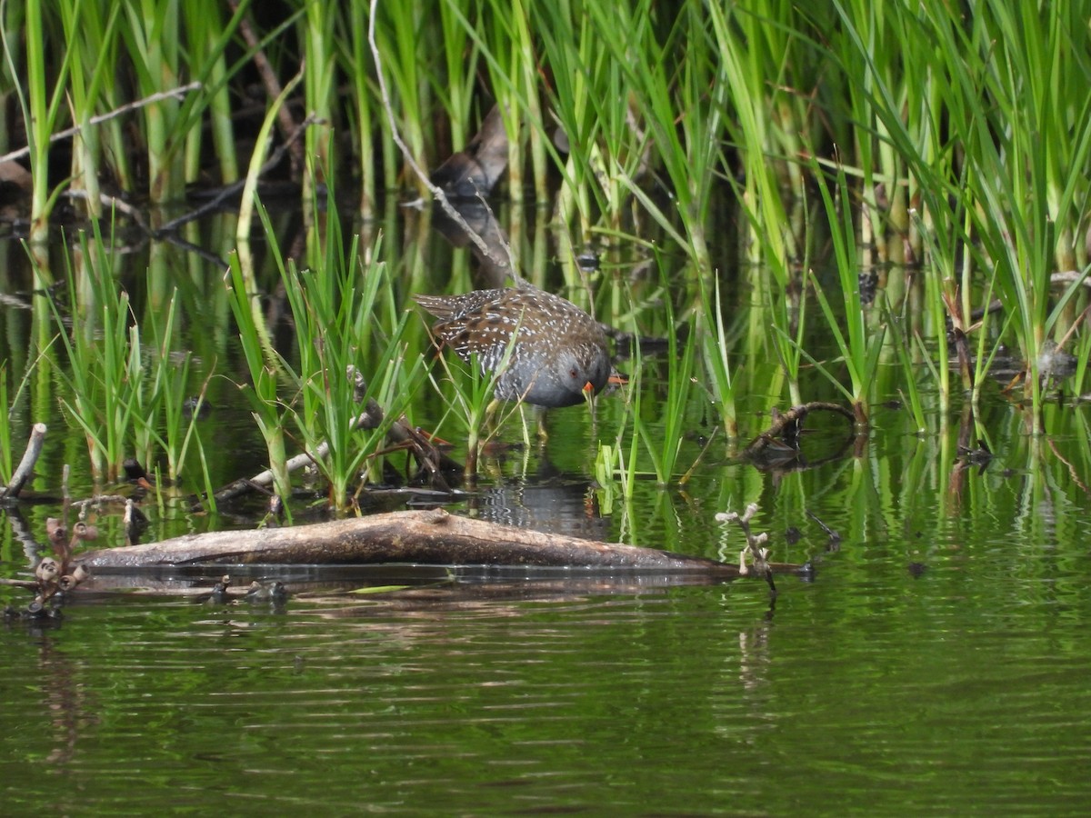 Australian Crake - ML646392982