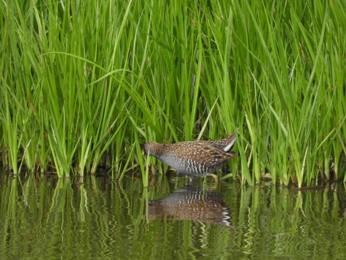 Australian Crake - ML646392983