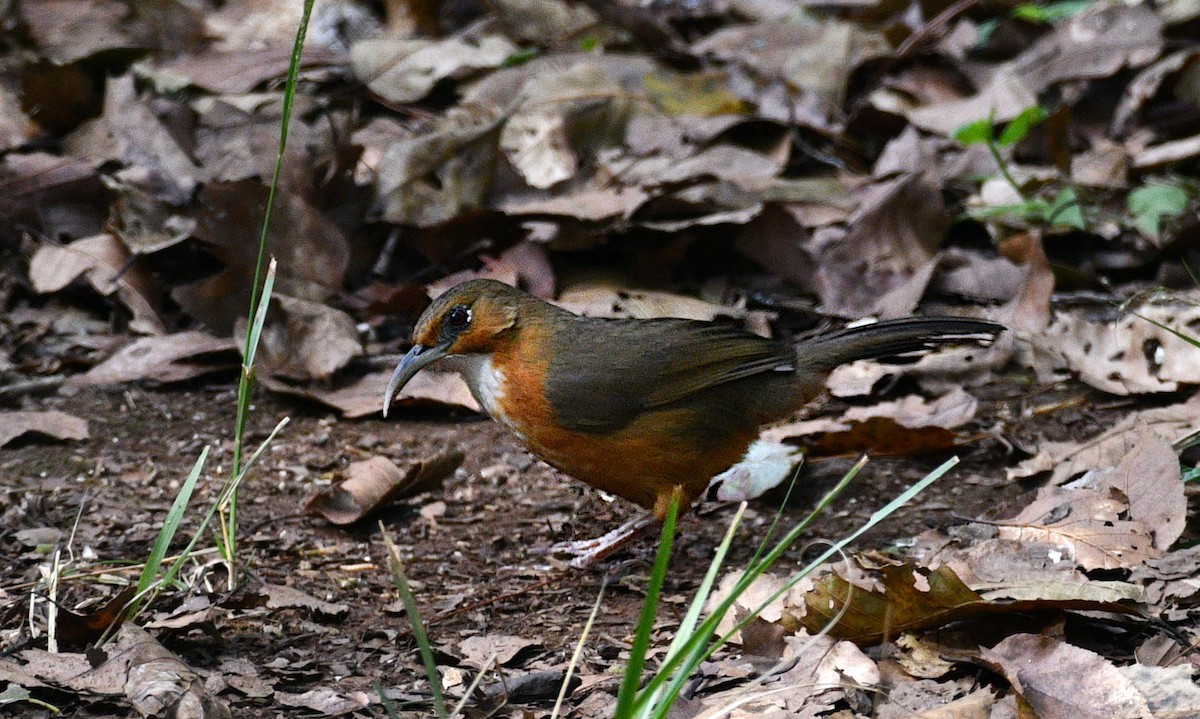 Red-eyed Scimitar-Babbler - ML646392984