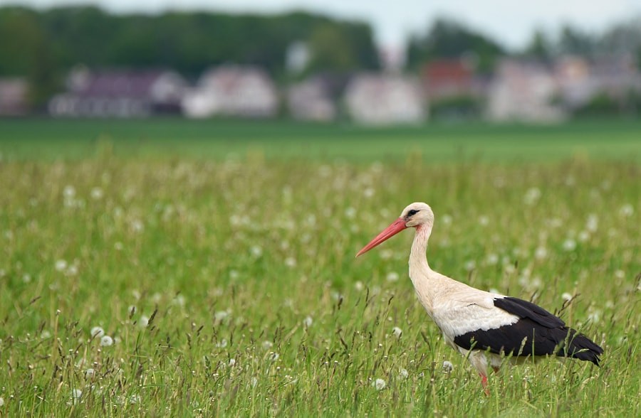 White Stork - ML646392985