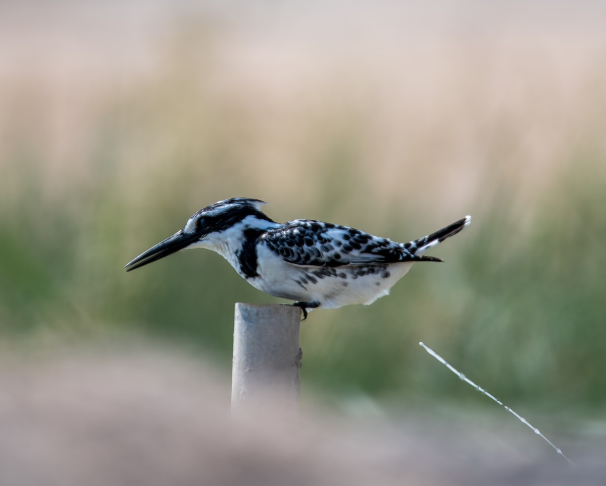 Pied Kingfisher - ML646392986